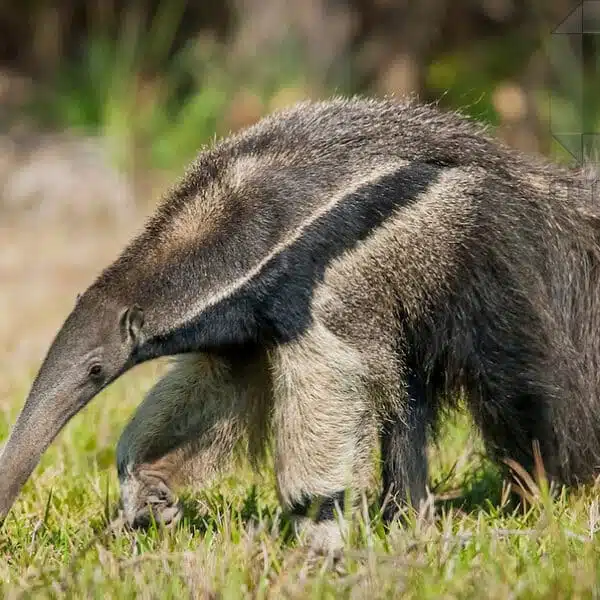 Tamanduá-bandeira, Myrmecophaga tridactyla, Giant-anteater