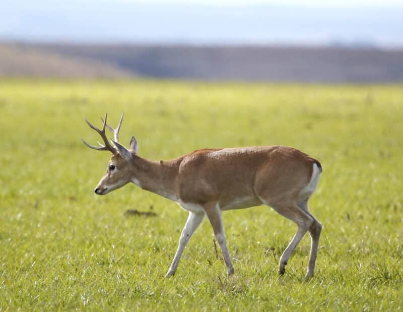 Veado-campeiro, Ozotoceros bezoarticus, Pampas deer Veado-campeiro, Ozotoceros bezoarticus, Pampas deer