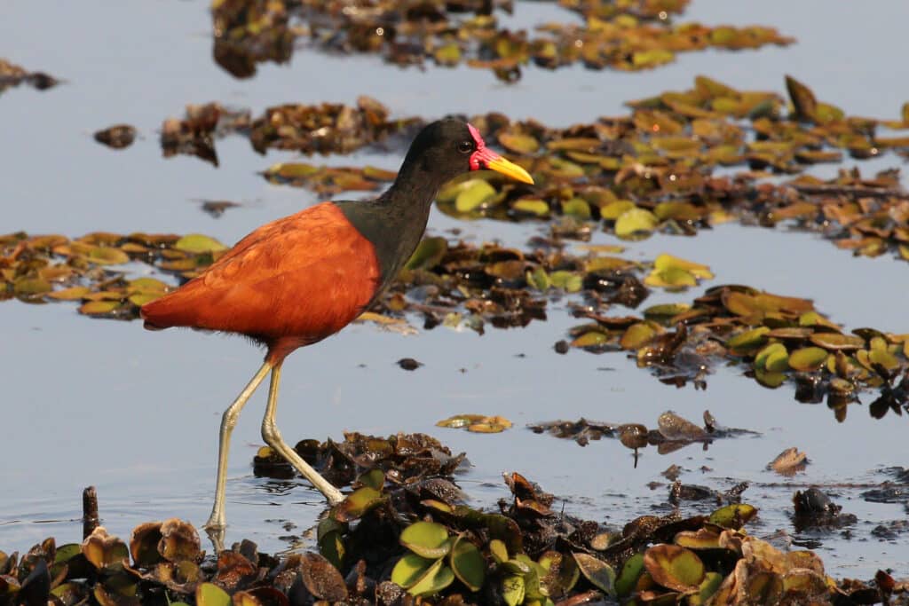 cafezinho, wattled jacana ou Jacana jacana cafezinho, wattled jacana ou Jacana jacana