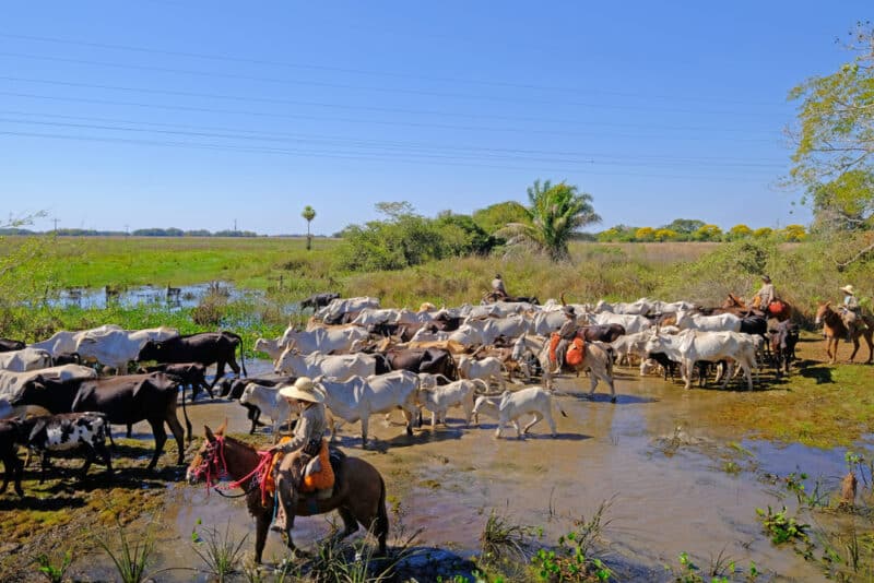 pecuária pantaneira pecuária pantaneira