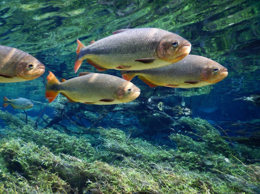 piraputanga ou brycon hilarii