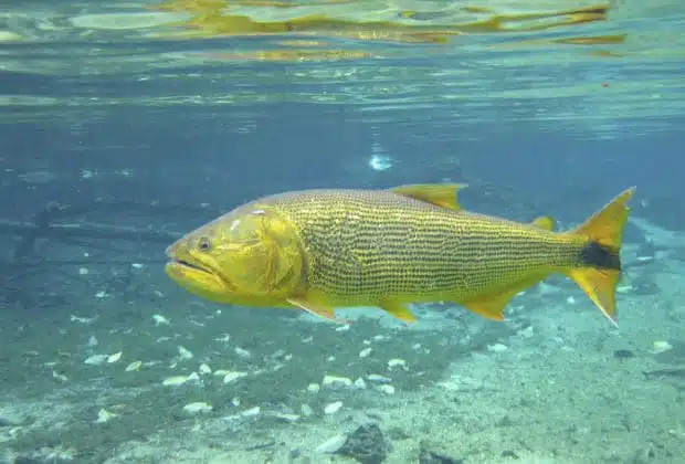 Espécie de peixe dourado em MS Espécie de peixe dourado em MS
