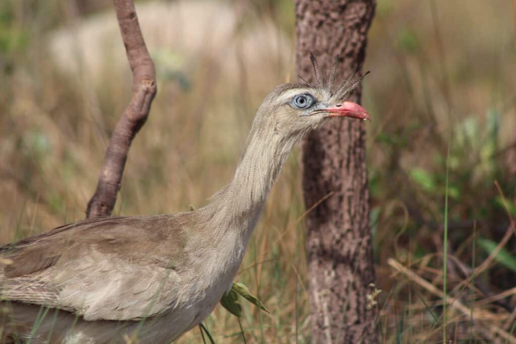 Seriema (Cariama cristata) Seriema (Cariama cristata)