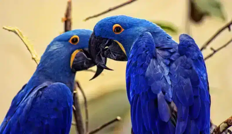 arara-azul (anodorhynchus hyacinthinus) arara-azul (anodorhynchus hyacinthinus)