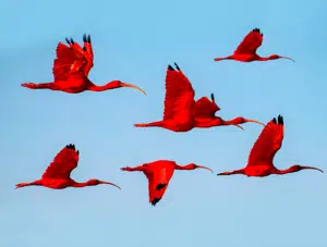 Revoada dos guarás na Ilha das Canárias no Delta do Parnaíba