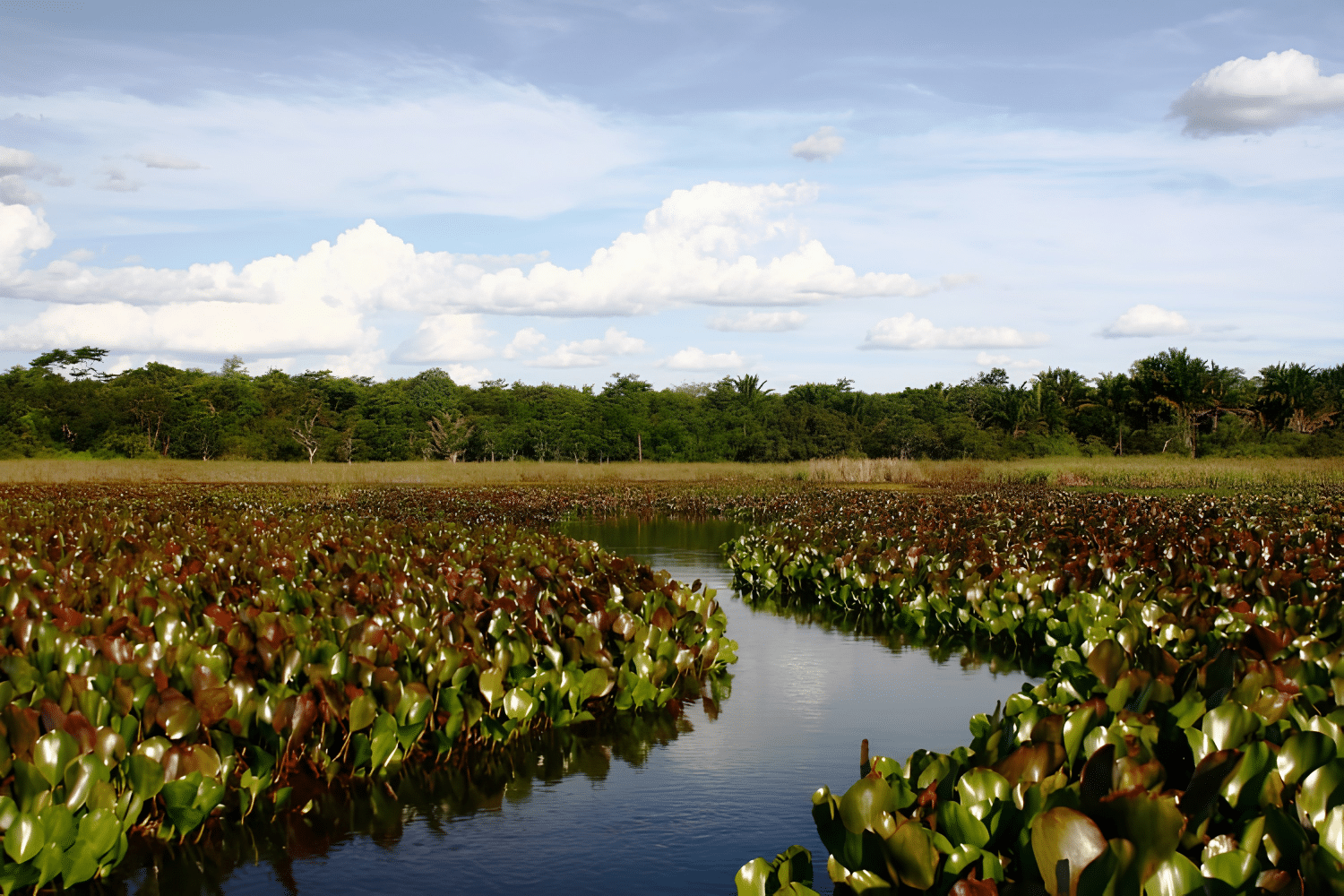 Pantanal Baiano — foz do Rio Jaguaripe e manguezais Pantanal Baiano — foz do Rio Jaguaripe e manguezais